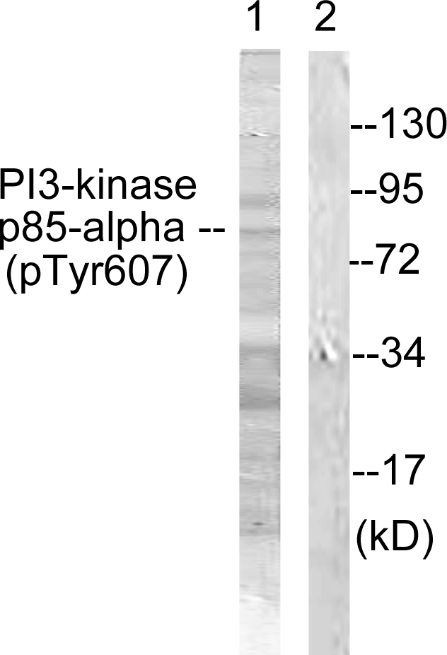 Anti-PI3-kinase p85-alpha (phospho Tyr607) Antibody