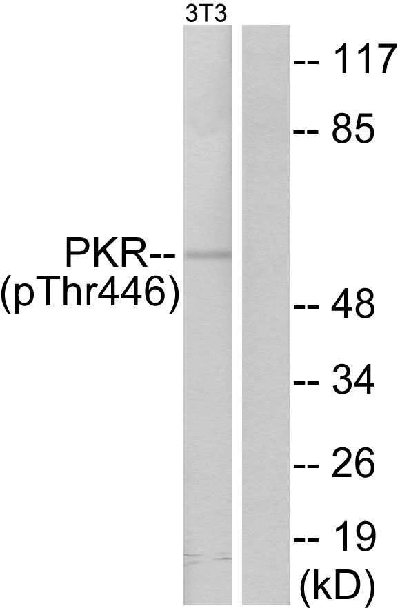 Anti-PKR (phospho Thr446) Antibody