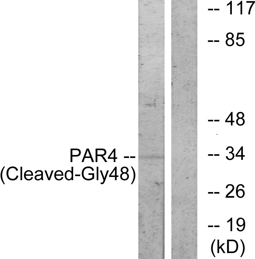 Anti-PAR4 (cleaved Gly48) Antibody