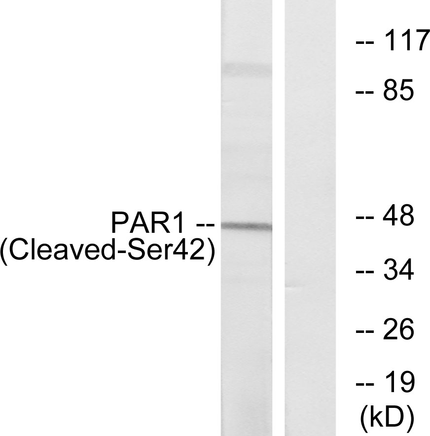Anti-PAR1 (cleaved Ser42) Antibody