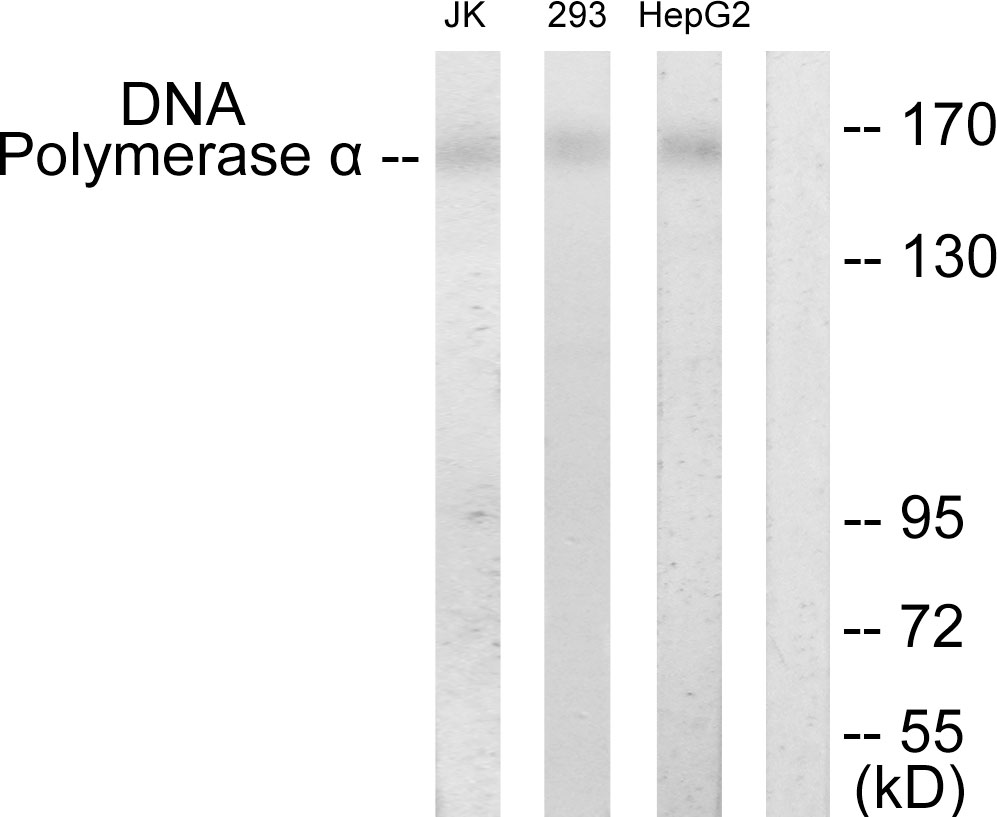 Anti-DNA Polymerase alpha Antibody