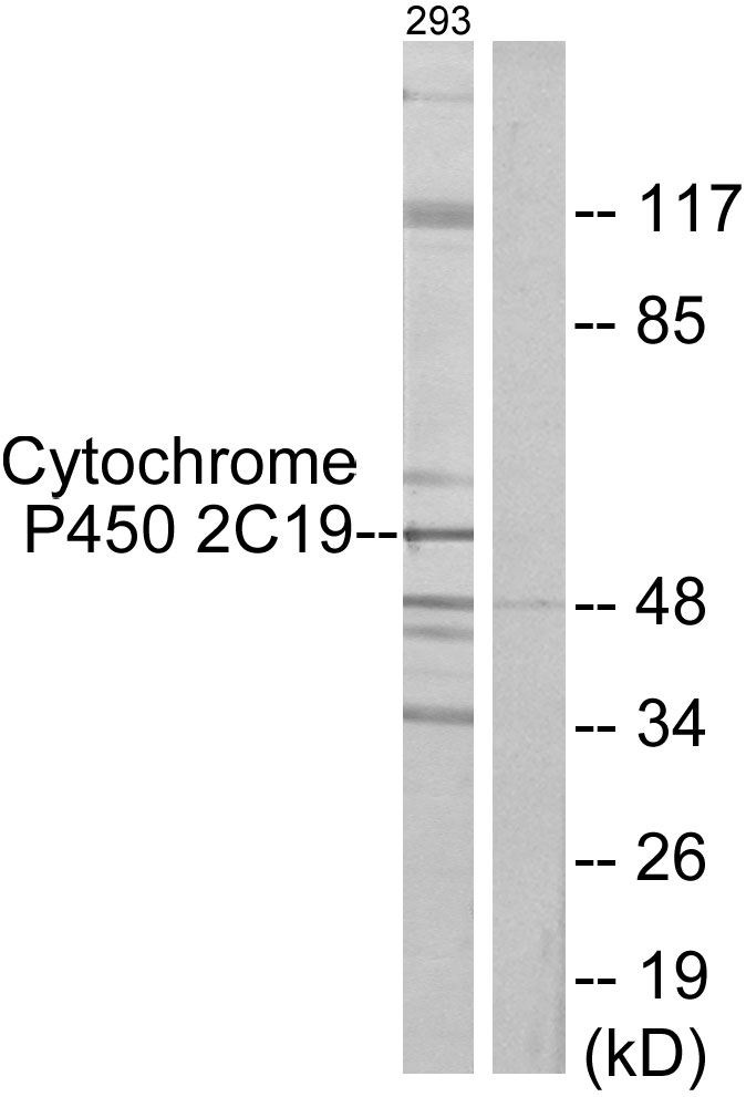 Anti-Cytochrome P450 2C19 Antibody