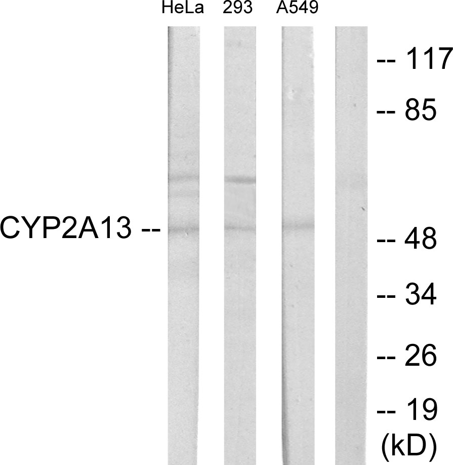 Anti-Cytochrome P450 2A13 Antibody