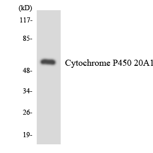 Anti-Cytochrome P450 20A1 Antibody