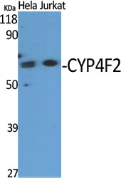 Anti-Cytochrome P450 4F2 Antibody Anti-Cytochrome P450 4F2 Antibody