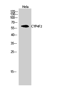 Anti-Cytochrome P450 4F2 Antibody Anti-Cytochrome P450 4F2 Antibody