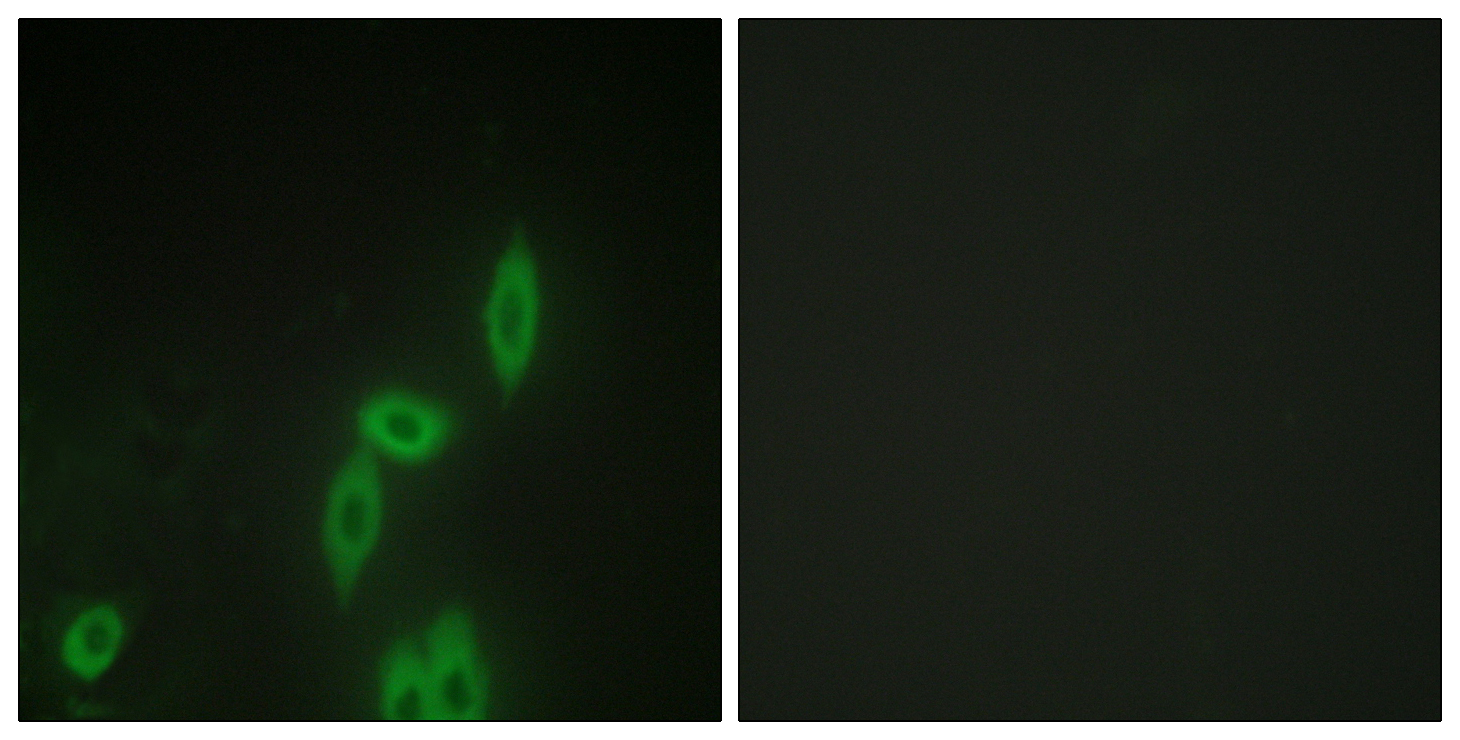 Anti-PCDH X + PCDH Y Antibody