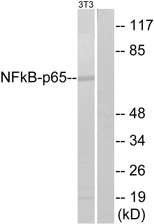 Anti-NF-kappaB p65 Antibody - Identical to Sigma (SAB4502609)