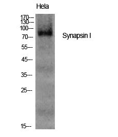 Anti-Synapsin Antibody Anti-Synapsin Antibody