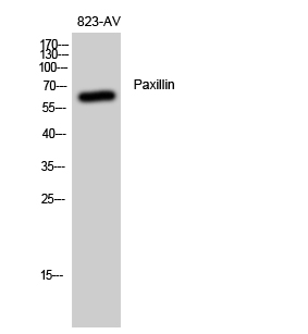 Anti-Paxillin Antibody