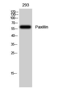 Anti-Paxillin Antibody