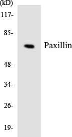 Anti-Paxillin Antibody