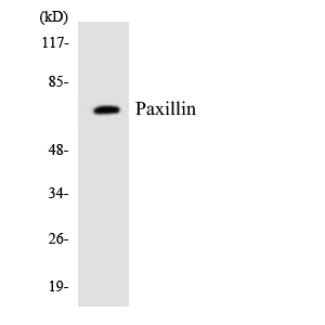 Anti-Paxillin Antibody