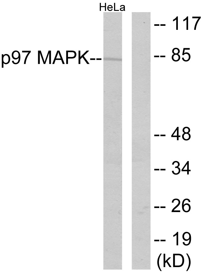 Anti-p97 MAPK Antibody