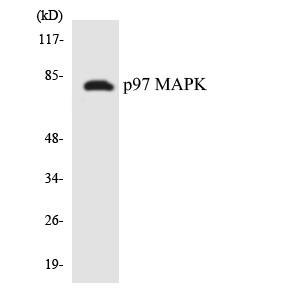 Anti-p97 MAPK Antibody