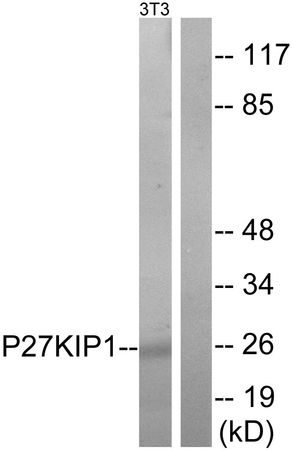 Anti-p27 Kip1 Antibody