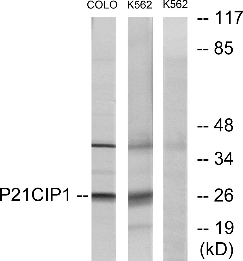 Anti-p21 Cip1 Antibody