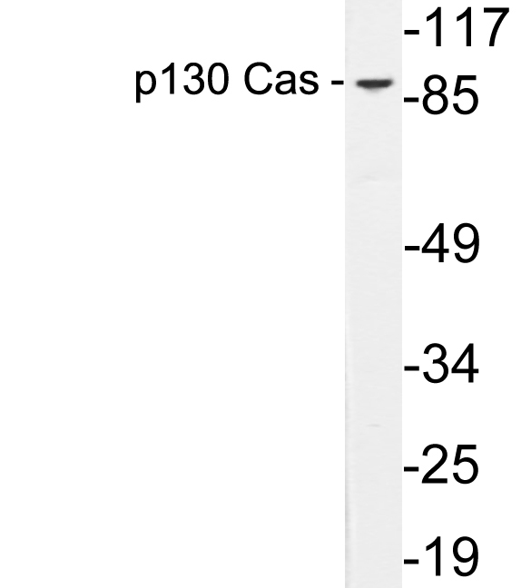 Anti-p130 Cas Antibody