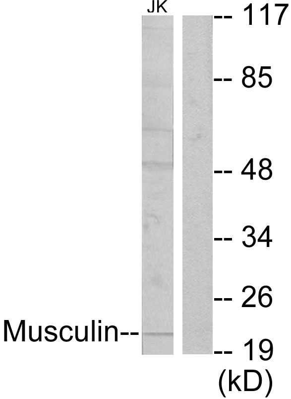 Anti-Musculin Antibody