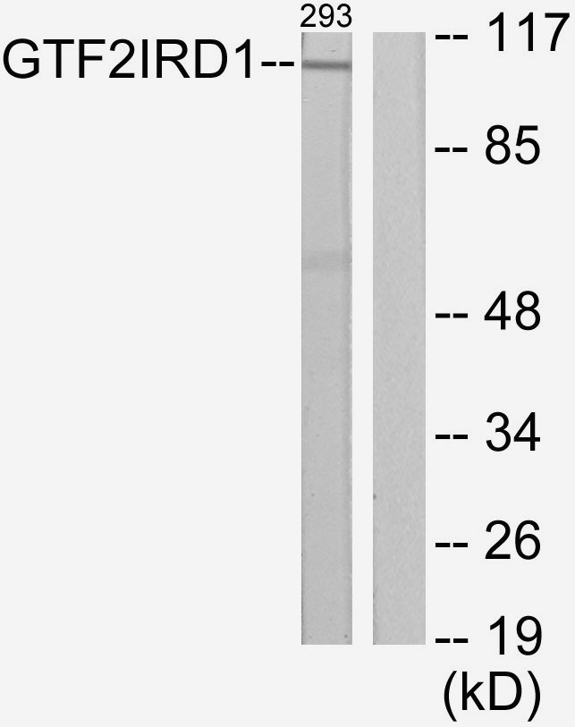 Anti-GTF2IRD1 Antibody - Identical to Abcam (ab64805)