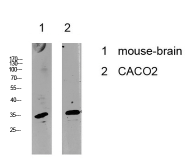 Anti-Cyclin C Antibody Anti-Cyclin C Antibody