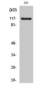 Anti-CACNA2D4 Antibody