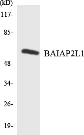 Anti-BAIAP2L1 Antibody