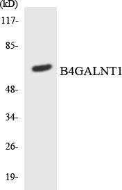 Anti-B4GALNT1 Antibody