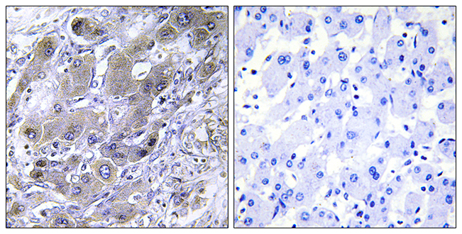 Anti-MRPS18A Antibody