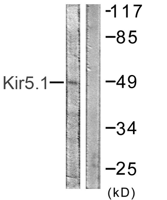 Anti-Kir5.1 Antibody