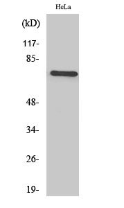 Anti-TF3B Antibody Anti-TF3B Antibody