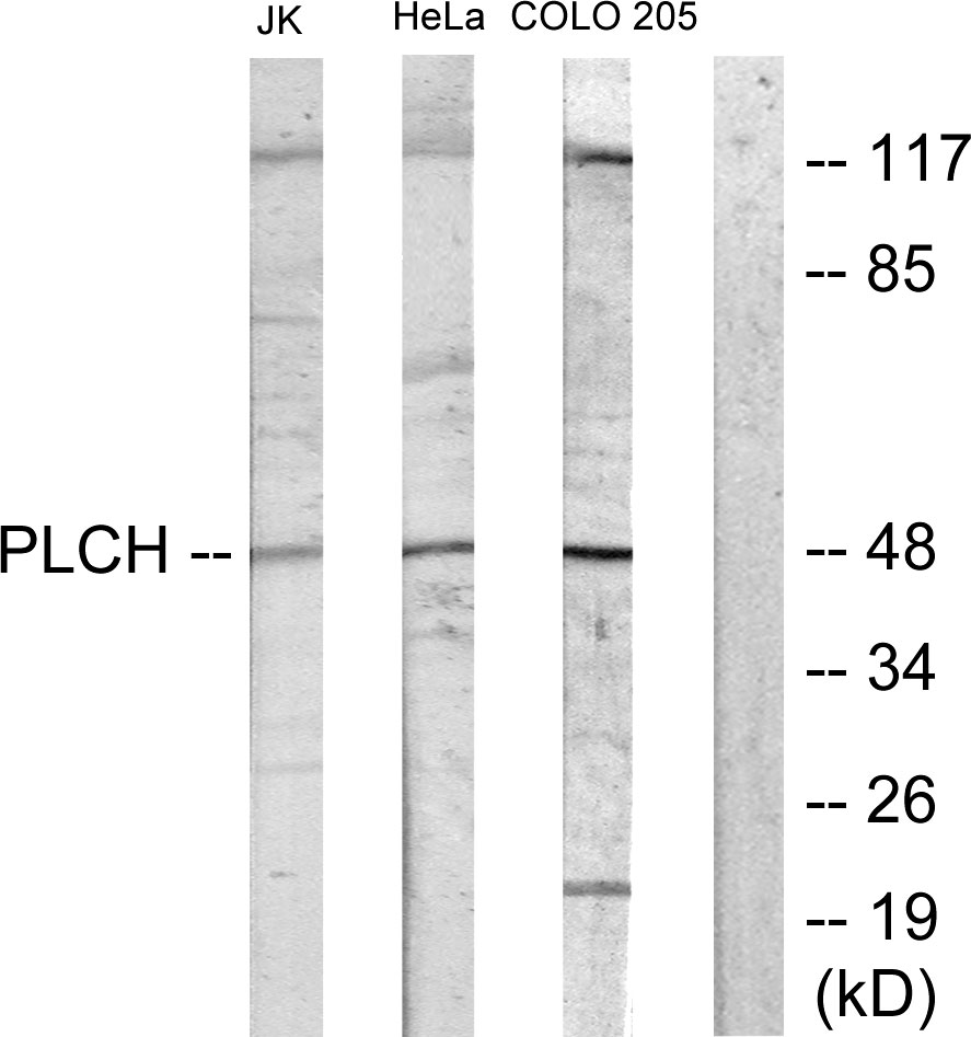 Anti-PLCH Antibody