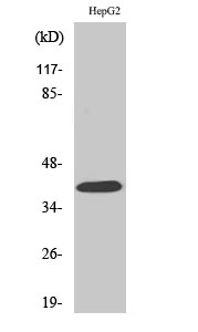 Anti-PAR4 Antibody