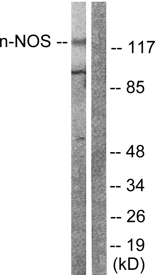 Anti-nNOS Antibody