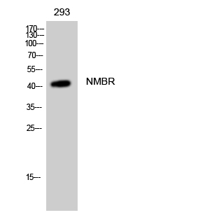 Anti-NMBR Antibody Anti-NMBR Antibody