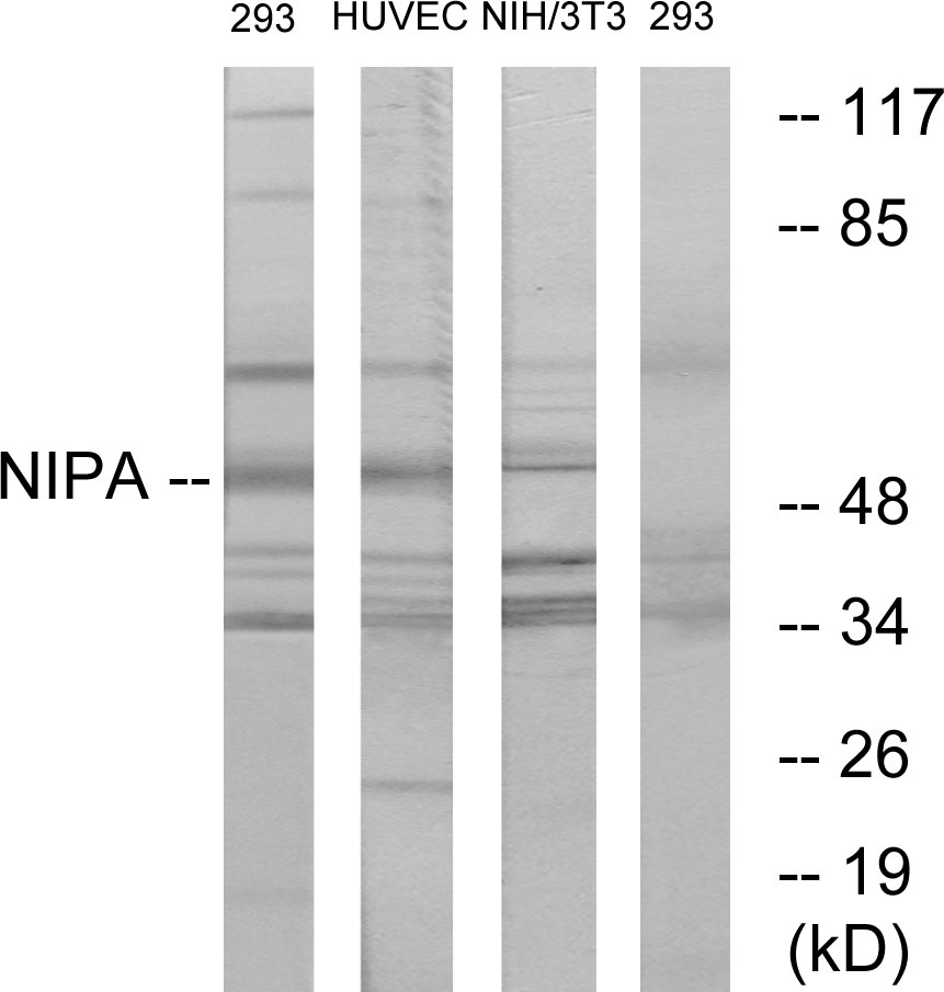 Anti-NIPA Antibody