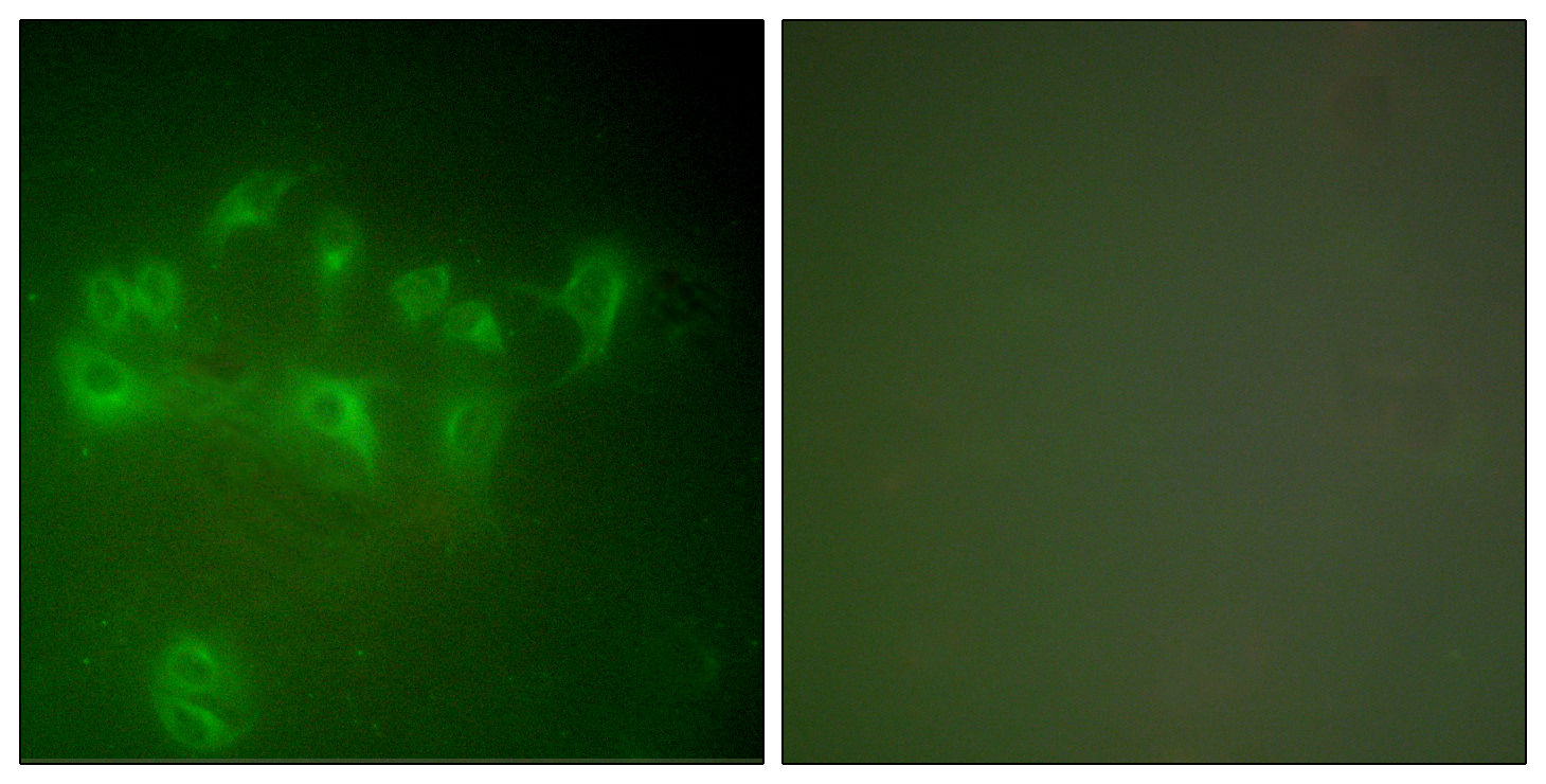 Anti-MDM2 Antibody - Identical to Novus (NBP1-67627)