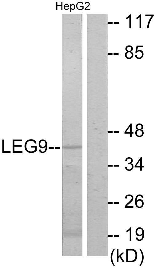 Anti-LEG9 Antibody - Identical to Abcam (ab69630)