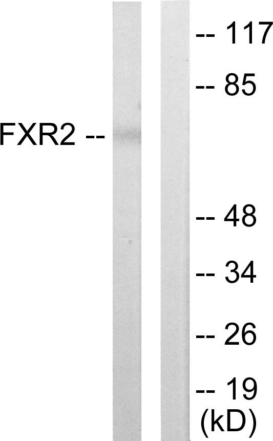Anti-FXR2 Antibody Anti-FXR2 Antibody