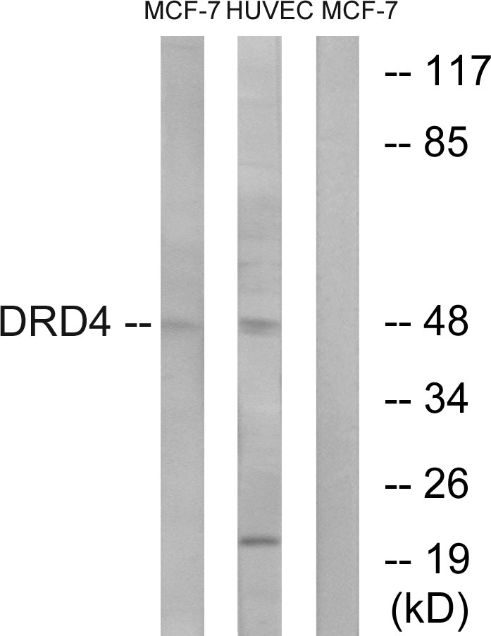 Anti-DRD4 Antibody