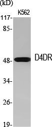Anti-DRD4 Antibody Anti-DRD4 Antibody