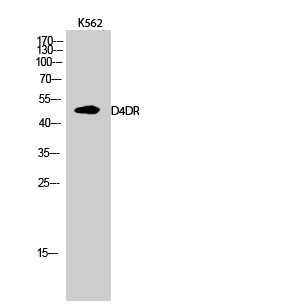 Anti-DRD4 Antibody Anti-DRD4 Antibody