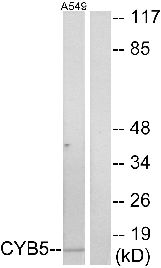 Anti-CYB5 Antibody