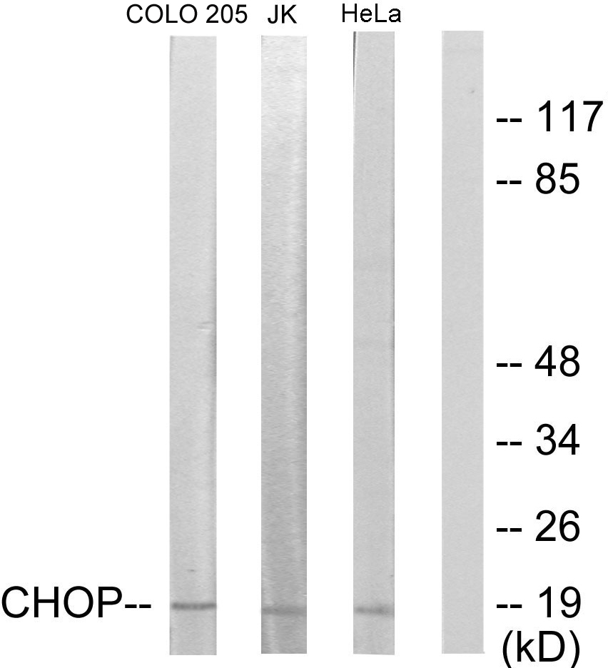 Anti-CHOP Antibody