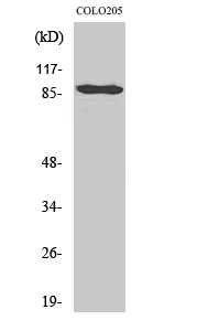 Anti-CDH9 Antibody Anti-CDH9 Antibody
