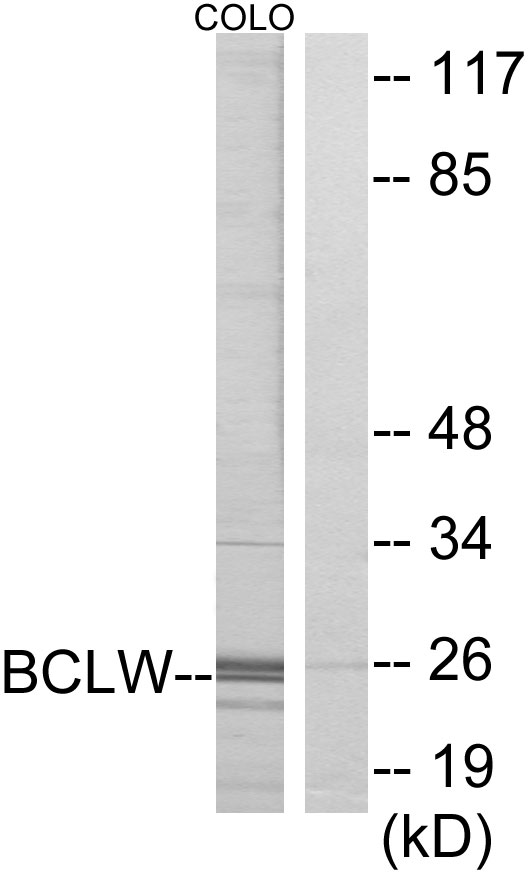 Anti-BCLW Antibody