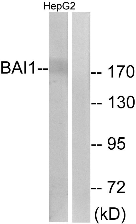 Anti-BAI1 Antibody Anti-BAI1 Antibody