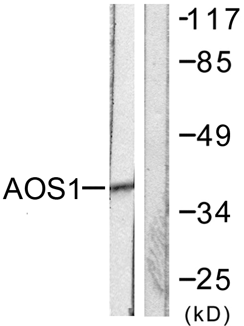 Anti-AOS1 Antibody