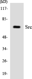 Anti-Src Antibody