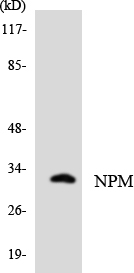 Anti-NPM Antibody